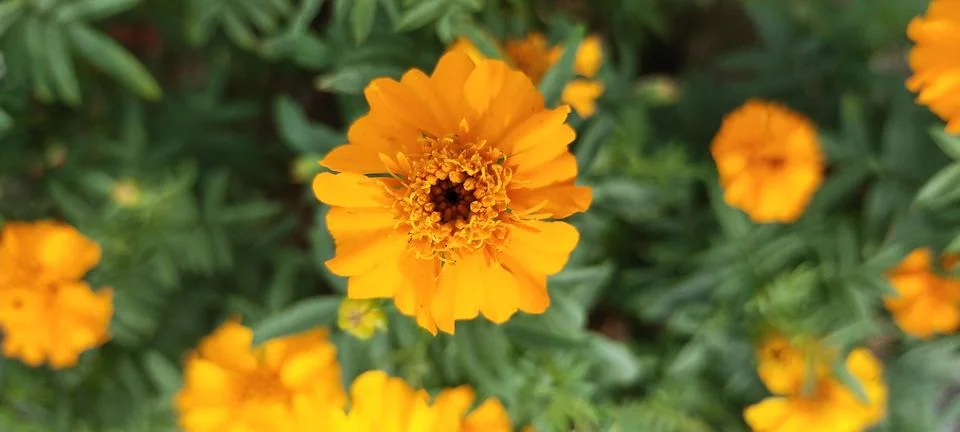 Flowers Stock Photos