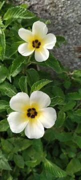 Flowers Stock Photos