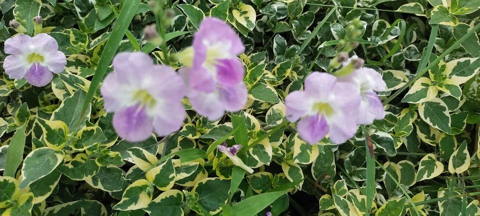 Flowers Stock Photos