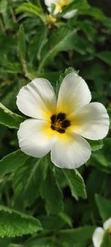 Flowers Stock Photos