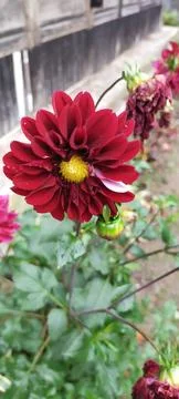 Flowers Stock Photos