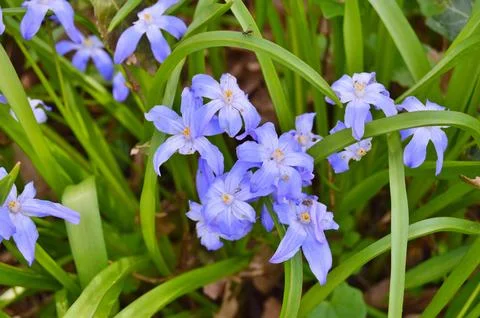 Flowers Stock Photos