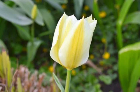 Flowers Stock Photos