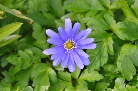 Flowers Stock Photos