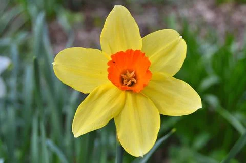 Flowers Stock Photos