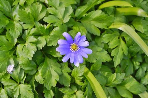 Flowers Stock Photos