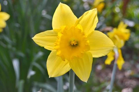 Flowers Stock Photos