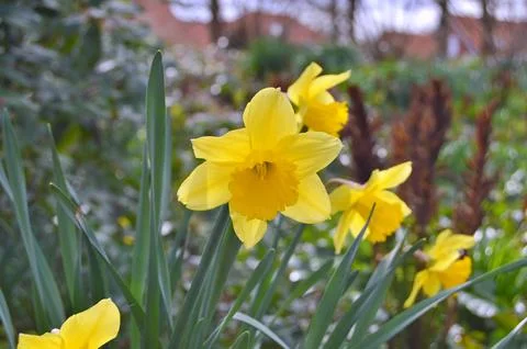 Flowers Stock Photos