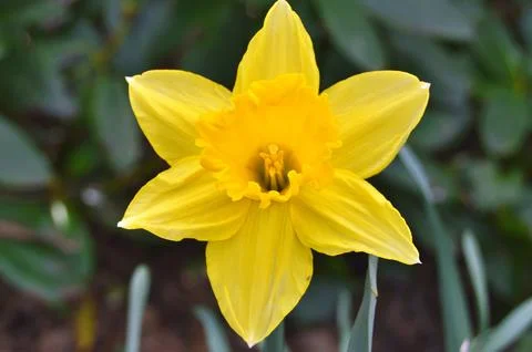 Flowers Stock Photos