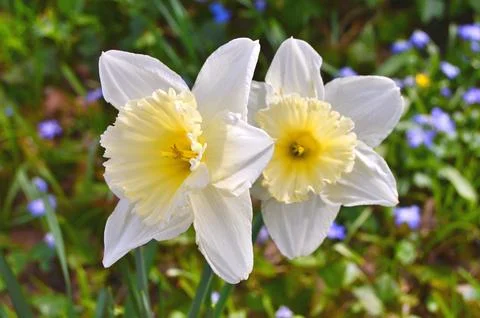 Flowers Stock Photos