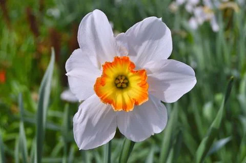 Flowers Stock Photos