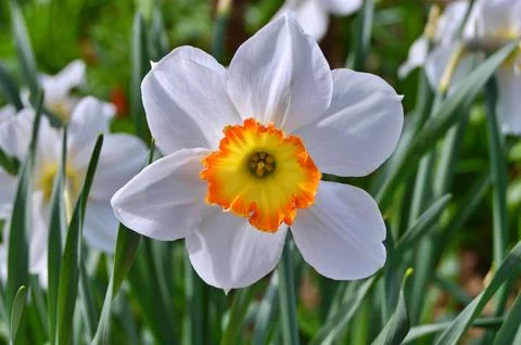 Flowers Stock Photos