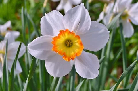 Flowers Stock Photos