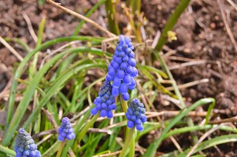 Flowers Stock Photos
