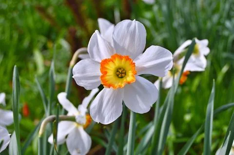 Flowers Stock Photos