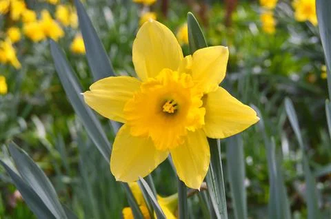 Flowers Stock Photos