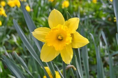 Flowers Stock Photos