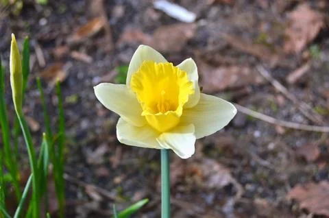 Flowers Stock Photos