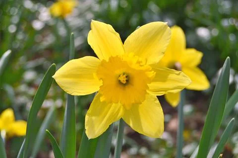 Flowers Stock Photos