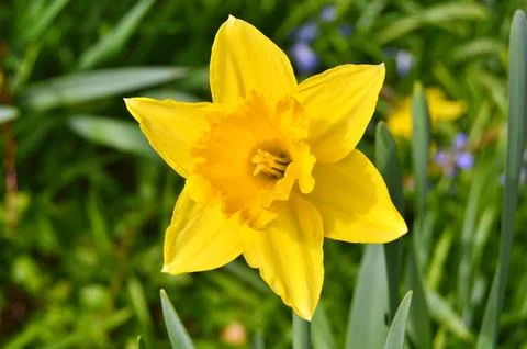 Flowers Stock Photos