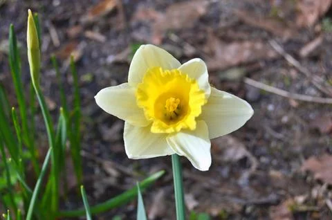 Flowers Stock Photos