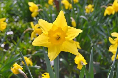 Flowers Stock Photos