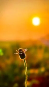 Flowers Stock Photos