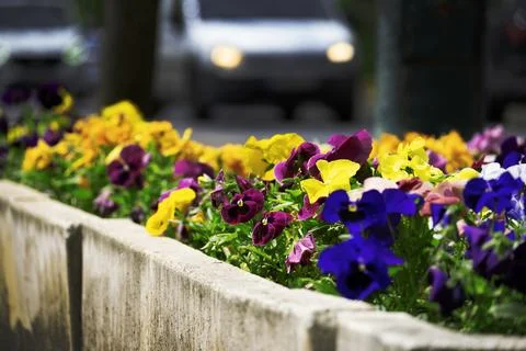 Flowers Stock Photos