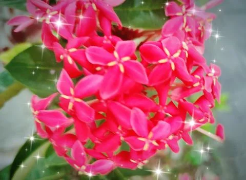 Flowers Stock Photos