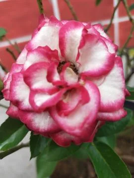 Flowers Stock Photos