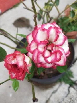 Flowers Stock Photos