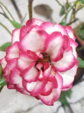 Flowers Stock Photos