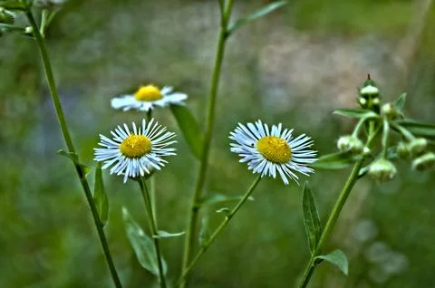 Flowers Foto stock