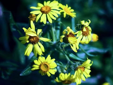  flowers Stock Photos