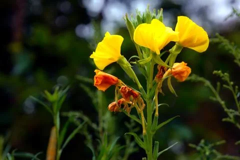  flowers Stock Photos