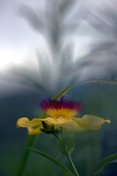  flowers Stock Photos