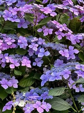 Flowers Stock Photos