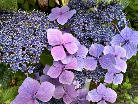 Flowers Stock Photos