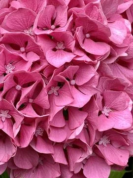 Flowers Stock Photos