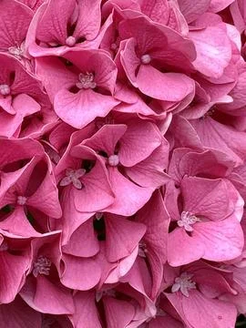 Flowers Stock Photos