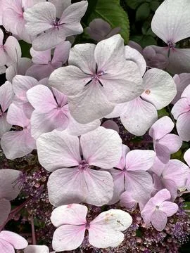 Flowers Stock Photos