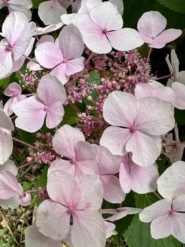 Flowers Stock Photos