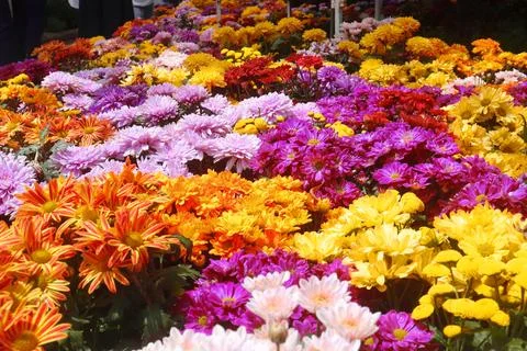 Flowers 库存照片