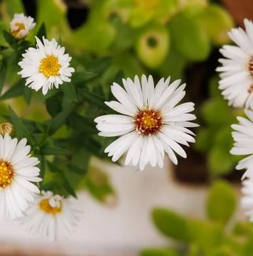 Flowers Stock Photos