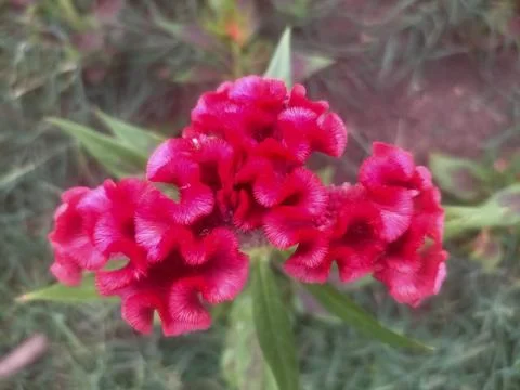 Flowers Stock Photos