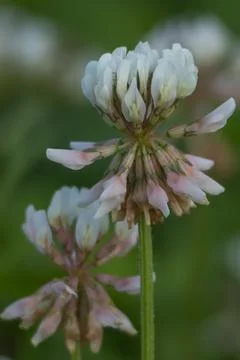 Flowers Stock Photos
