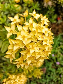 Flowers Stock Photos