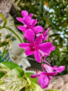 Flowers Stock Photos