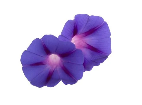 Flowers Stock Photos