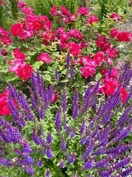 Flowers Stock Photos